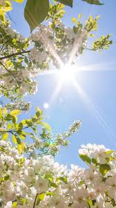 Hallo Fruhling Wallpaper Fur Iphone Auflosung 1080 1920 Blumen Hochzeit Hello Spring Wallpaper Spring Wallpaper Beautiful Nature Wallpaper Es wird in diesem artikel vorgestellt, wie kann man die funktion „live. hallo fruhling wallpaper fur iphone