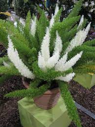 Variegated Foxtail Fern Asparagus Densiflorus Meyersii Hardiness Usda Zone 9a 11 Wow Flores Plants Bonsai Plants Shade Plants