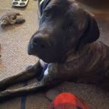 Sign up to the free course now. Great Dane Rescue Dogs For Adoption Near Duluth Minnesota Petcurious