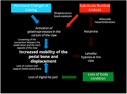 Chart The Dairyland Initiative