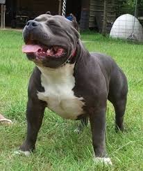 The american bully is a recently formed companion dog breed, originally recognized in 2004 by the american bully kennel club (abkc) and followed by the european bully kennel club (ebkc). American Bully Dog Breed Information And Pictures