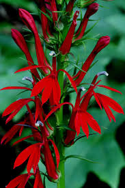 Check spelling or type a new query. Cardinal Flower A Hummingbird Magnet Audubon North Carolina