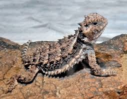 Horned Lizard Zooborns