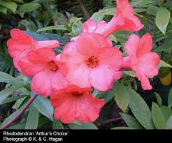 Vireya Rhododendrons Rhododendron Planting Flowers Ground Cover