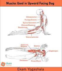 Muscles Used In Upward Facing Dog