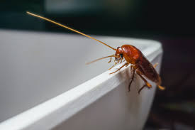 The exciting part is we do all the work and save you the problem of trying to search for one yourself. Termite And Pest Solutions Amco Ranger Termite Pest Solutions