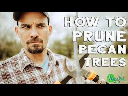 How to Prune Pecan Trees. The Secret To Trimming.