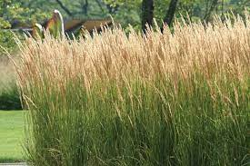We did not find results for: Calamagrostis X Acutiflora Karl Foerster Feather Reed Grass