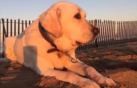 We did not find results for: Southern California Labrador Retriever Rescue