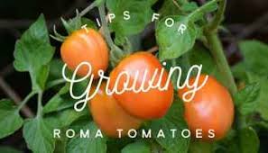 Katie lee cooks up a chicken souvlaki cheat sheet. Guide To Growing Yellow Pear Tomatoes Gardening Channel