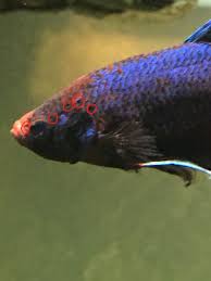 Is your betta laying sideways at the bottom of the tank? Sick Betta Fish Hole In The Head Missing Scales Fin Tear Rot Biting My Aquarium Club