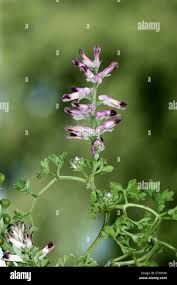 Image result for Fumariaceae