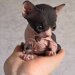 Baby sphynx kittens | Mumsnet
