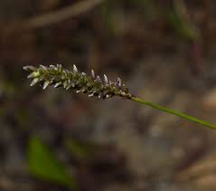 Image result for Sacciolepis indica
