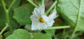 Image result for Solanum aethiopicum
