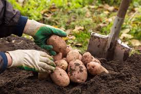 How do you plant potatoes in your garden. How To Grow Potatoes In Your Garden Big Blog Of Gardening