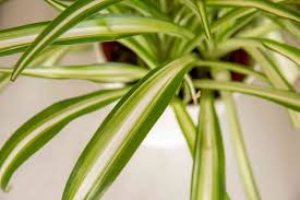 Get the best deal for spider plant light houseplants from the largest online selection at ebay.com. Spider Plant Care Growing Guide