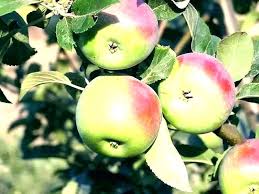 Do Pear Trees Need To Cross Pollinate Funsabiam Com Co