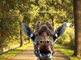 Die Lustige Giraffe Youtube