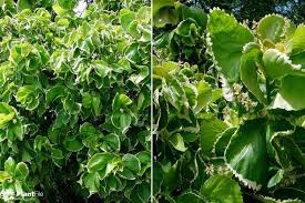 Image result for Acalypha ambigua