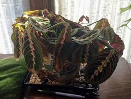 Check spelling or type a new query. Maranta Prayer Plant Problems What To Do When Prayer Plants Turn Yellow