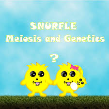 Learn vocabulary, terms and more with flashcards, games and other study tools. Snurfles Meiosis Genetics Quiz Quizizz
