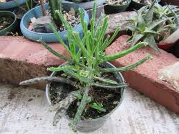 Image result for Kalanchoe lanceolata