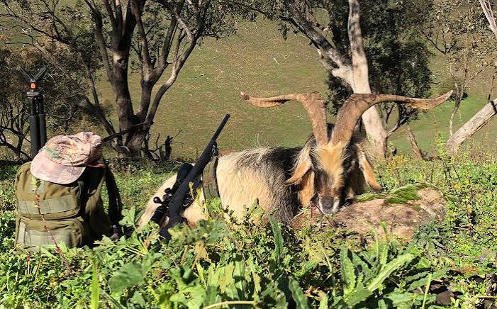 Hunter's Diary: the mountain goat hunt - Sporting Shooter