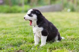 1000 Husky Puppy Pictures Download Free Images On Unsplash