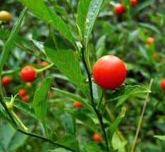 Image result for Solanum goetzei