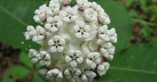 Pin By Annie Wouters On Milkweeds And Monarchs Milkweed Asclepias Plants