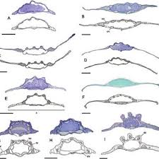 Image result for Physotrichia heracleoides