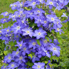 Grasses, perennials and wildflowers native to the rocky mountain west are frequently found in the modern colorado flower garden. Top 10 Blue Perennials For Dreamy Gardens Proven Winners