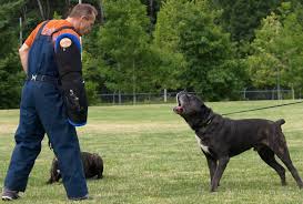 Protection Canine Training At Iron Mountain K9 With Soldier A Cane Corso Military Dogs Cane Corso Police Dogs
