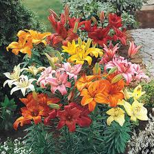Nine species make up the. Hardy Perennial Lilies Michigan Bulb