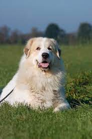 Maybe you would like to learn more about one of these? Great Pyrenees German Shepherd Mix The Majestic Lion Perfect Dog Breeds
