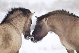 Huge collection, amazing choice, 100+ million high quality, affordable rf and rm images. Pin On Animals