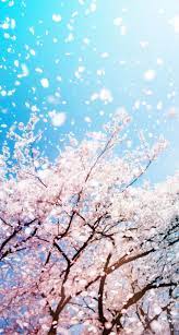 冬の壁紙 桜 の画像 投稿者 ゆうこ さん 携帯電話の背景 携帯電話の壁紙