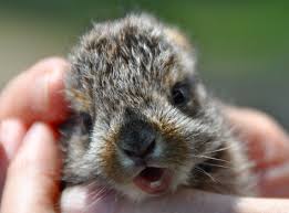 Maybe you would like to learn more about one of these? Wildlife Images From Northern Minnesota Snowshoe Hare Cute Baby Animals Baby Animals