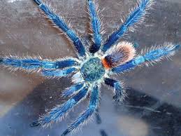 Image result for Tridactyle gentilii