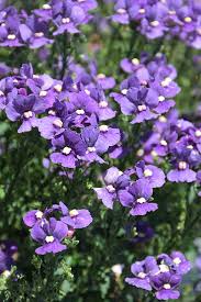 Image result for Nemesia
