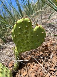 Image result for Hymenocardia ulmoides