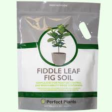 Good fiddle leaf fig care makes your plant stronger and more resistant to disease. Perfect Plants 8 Qt Fiddle Leaf Fig Soil Mix Professional Blend For All Ficus Varieties Hdsoil001 The Home Depot