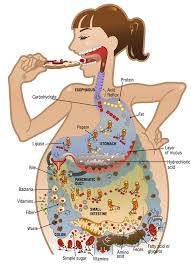 Consejos Para Mejorar El Ardor De Estomago La Dispepsia Y Las Digestiones Pesadas Sin Medicamentos Des Protectores De Estomago 2