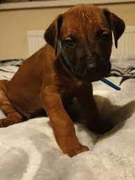 Rhodesian Ridgeback Puppies For Sale Valley Village Rhodesian Ridgeback Puppies Rhodesian Ridgeback Puppies For Sale