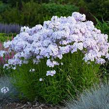 What does this do and when do i do this? Phlox Fashionably Early Lavender Ice Pp29912 Perennial Resource
