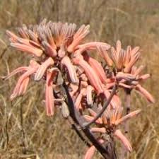 Image result for Aloe carnea