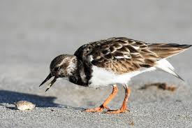 Image result for Entada arenaria