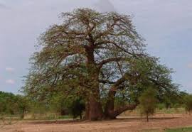 In 2011, only 9,000 to 12,000 remain. Science For Kids Savanna Grasslands Biome