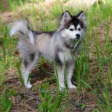 Half Husky Half Pomeranian Mini Husky 5 Month Old Pomsky At 12 Pounds Mini Huskies Husky Pomsky
